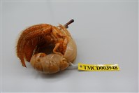 藏品(斑點真寄居蟹)的圖片